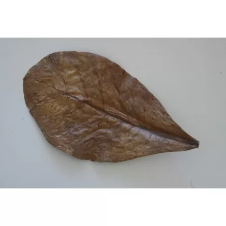 JBL - Nano-Catappa - 10 listova bademovog drveta za male slatkovodne akvarije