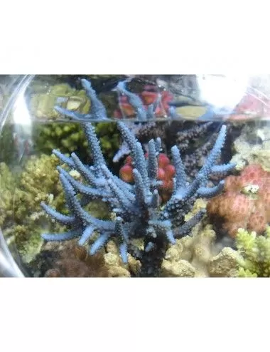 GROTECH - Reefspy S 15cm - Para fotografia de corais