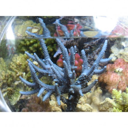 GROTECH - Reefspy S 15cm - Para fotografia de corais