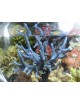 GROTECH - Reefspy S 15cm - For coral photography