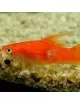 Aquarium Munster - Medimor - 30ml - Against most fish infections