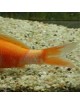 Aquarium Munster - Medimor - 30ml - Contre la plupart des infections des poissons