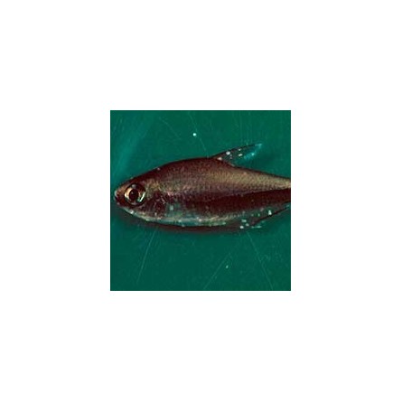 Aquarium Munster - Odimor - 20ml - Contre la maladie du velours Aquarium Munster - 2