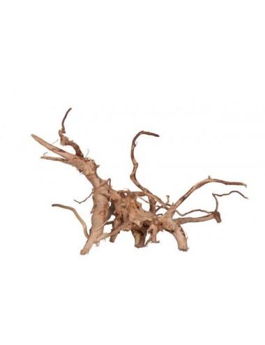 AQUAVIE - Red Rare Vine 30 - 42 cm