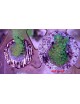 MAXSPECT - Nano Tech Bio Plug x25 - Nosači za reznice