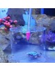 Coral Feeding Cover Ø 120 - Nourrissage des coraux