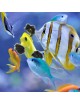 Easy Reefs - Masstick 40 - Nourriture pour poissons à coller