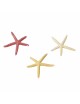 Aqua Della - Zeestermix S - 10cm - Zeester Aqua Della - Zeestermix S - 10cm - Zeester