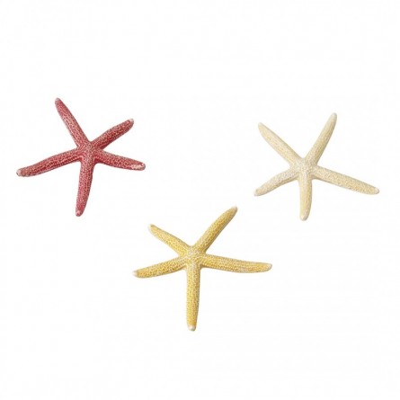 Aqua Della - Starfish mix S - 10cm - Etoiles de mer