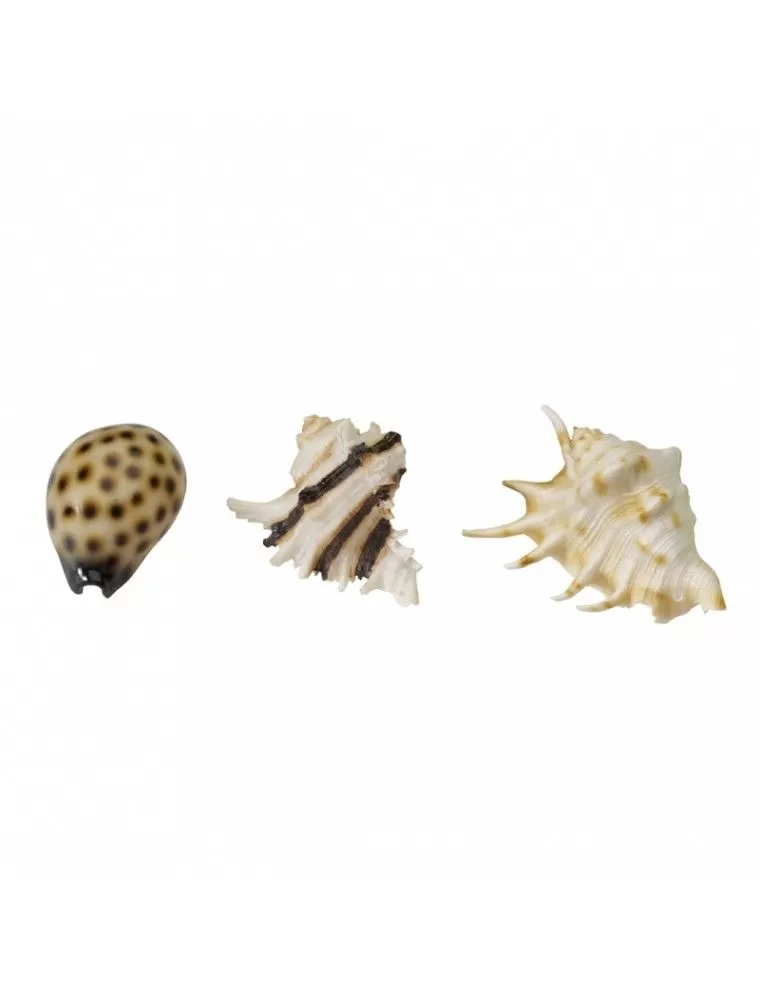 Aqua Della - Miscela di conchiglie di mare - 8,5-10 cm - Miscela di conchiglie Aqua Della - 1