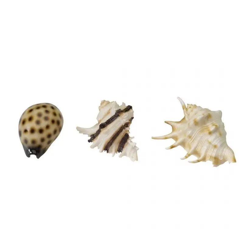 Aqua Della - Miscela di conchiglie di mare - 8,5-10 cm - Miscela di conchiglie Aqua Della - 1