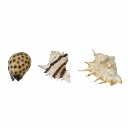 Aqua Della – Muschelmischung – 8,5–10 cm – Aqua Della Muschelmischung – 1 Aqua Della – Muschelmischung – 8,5–10 cm – Aqua Della Muschelmischung – 1