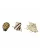 Aqua Della - Miscela di conchiglie di mare - 8,5-10 cm - Miscela di conchiglie Aqua Della - 1 Aqua Della - Miscela di conchiglie di mare - 8,5-10 cm - Miscela di conchiglie Aqua Della - 1
