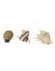 Aqua Della – Muschelmischung – 8,5–10 cm – Aqua Della Muschelmischung – 1 Aqua Della – Muschelmischung – 8,5–10 cm – Aqua Della Muschelmischung – 1
