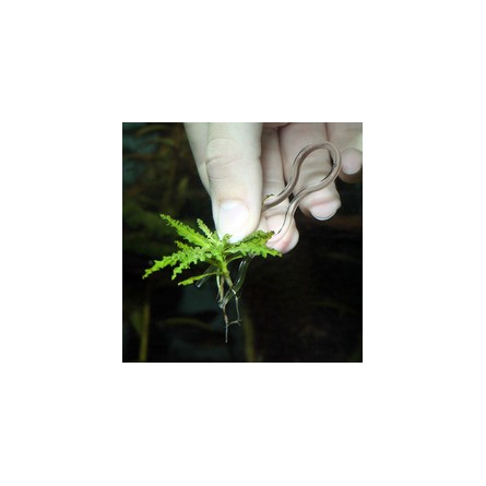 JBL - Plantis - Epingles pour fixation des plantes - 12 pièces JBL Aquarium - 2