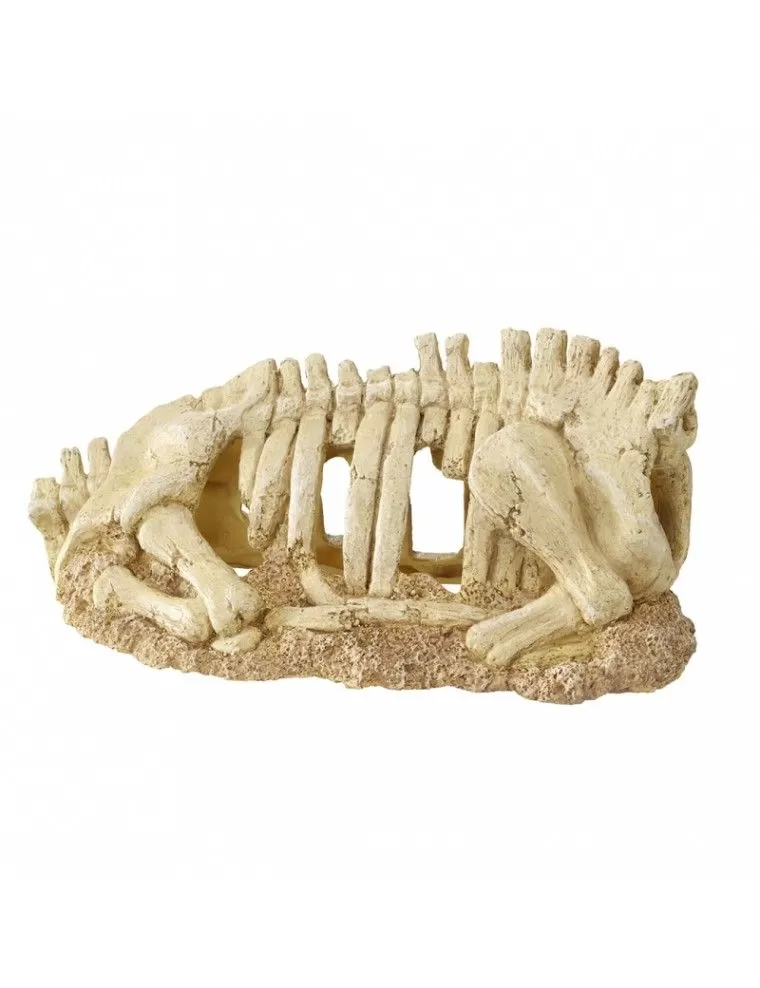 Aqua Della - Torso scheletro L - 30x14x13cm - Torso scheletro
