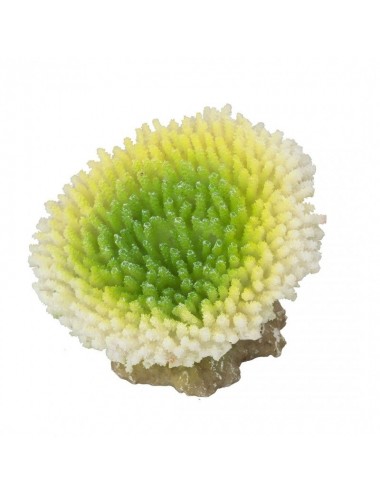 Aqua Della - Coraal acropora eflorescens Lime - 10,5x9x8cm - Zelena korala