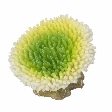 Aqua Della - Coraal acropora efflorescens Lime - 10,5x9x8cm - Grüne Koralle