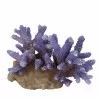 Aqua Della - Coraal acropora Mauve - 15,5x12x10cm - Mauve coral
