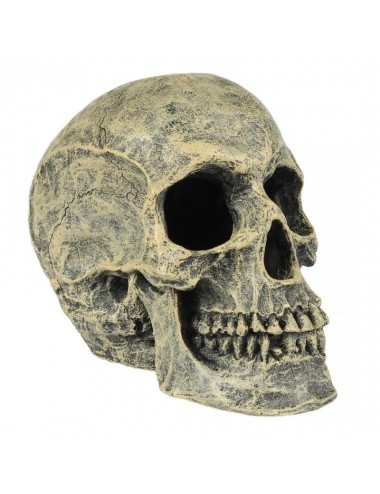 Aqua Della - Calavera - 16x10.5x13.2cm