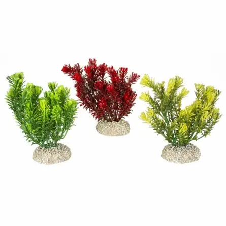 Aqua Della - Canadensis-Pflanze, gemischte Farben – 13 cm Aqua Della - Canadensis-Pflanze, gemischte Farben – 13 cm