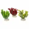 Aqua Della - Canadensis-Pflanze, gemischte Farben – 13 cm Aqua Della - Canadensis-Pflanze, gemischte Farben – 13 cm
