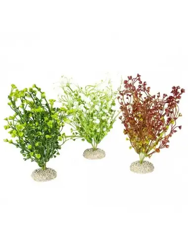 Aqua Della - Bacopa-Pflanze Gemischte Farben M - 25cm