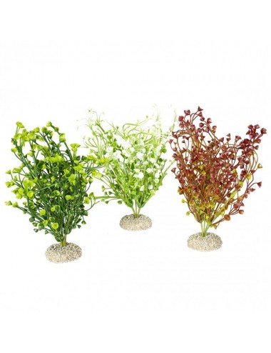 Aqua Della - Bacopa rastlina Mešane barve M - 25cm