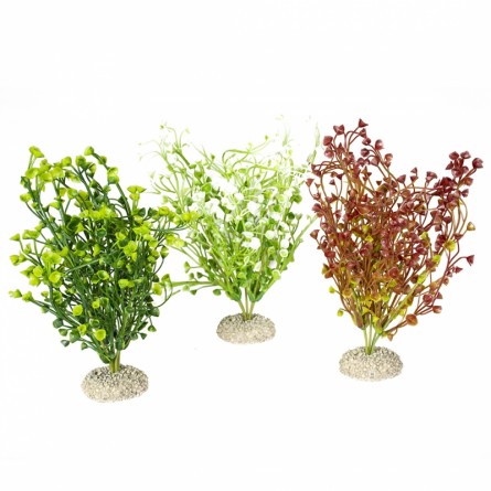 Aqua Della - Pianta Bacopa Colori misti M - 25cm Aqua Della - Pianta Bacopa Colori misti M - 25cm