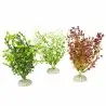 Aqua Della - Bacopa plant Mixed colors M - 25cm