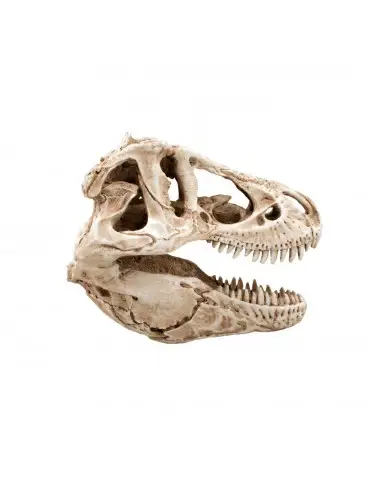 AQUAVIE - DECO R TERRA CRANE DINO 14 - 14x7,5x9cm