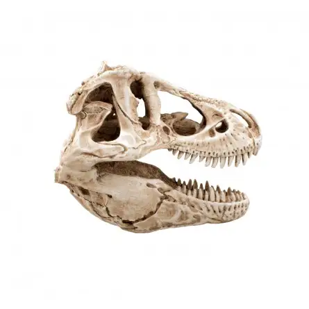 AQUAVIE - DECO R TERRA CRANE DINO 14 - 14x7,5x9cm AQUAVIE - DECO R TERRA CRANE DINO 14 - 14x7,5x9cm