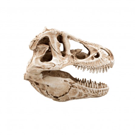 AQUAVIE - DECO R TERRA GRU DINO 14 - 14x7,5x9cm AQUAVIE - DECO R TERRA GRU DINO 14 - 14x7,5x9cm