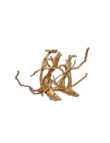 AQUAVIE - Vigne Rare rouge - XS - 10-20 cm