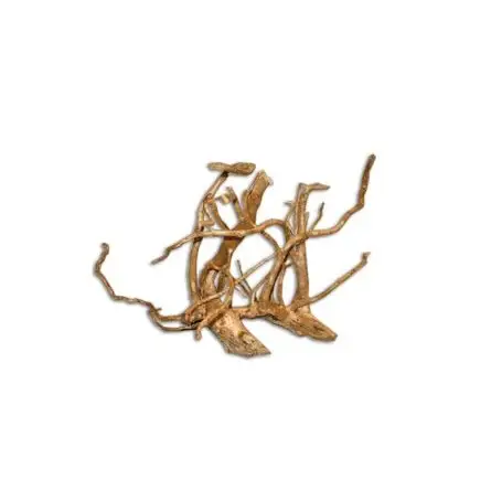 AQUAVIE - Seltene rote Rebe - XS - 10-20 cm AQUAVIE - Seltene rote Rebe - XS - 10-20 cm