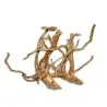 AQUAVIE - Seltene rote Rebe - XS - 10-20 cm AQUAVIE - Seltene rote Rebe - XS - 10-20 cm