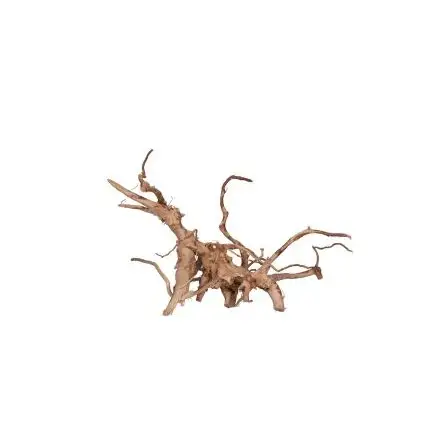 AQUAVIE – Seltene rote Rebe – MM-GM – 30–50 cm AQUAVIE – Seltene rote Rebe – MM-GM – 30–50 cm