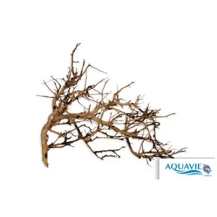 AQUAVIE - Bush Vine - 10-30 cm