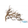 AQUAVIE - Bush Vine - 10-30 cm