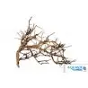 AQUAVIE - Bush Vine - 10-30 cm