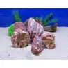 AQUAVIE - Stein - ROTER JASPIS - S AQUAVIE - Stein - ROTER JASPIS - S