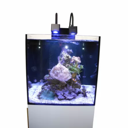Aquarium complet avec pompe, filtre et éclairage LED Bleu / Blanc