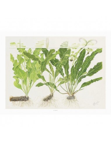 TROPICA - Art Poster Aponogeton - 40x30cm