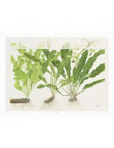 TROPICA - Umetniški plakat Aponogeton - 40x30cm