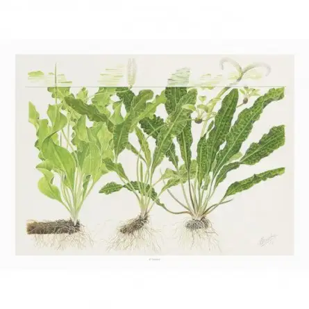 TROPICA - Art Poster Aponogeton - 40x30cm TROPICA - Art Poster Aponogeton - 40x30cm