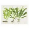 TROPICA - Art Poster Aponogeton - 40x30cm TROPICA - Art Poster Aponogeton - 40x30cm