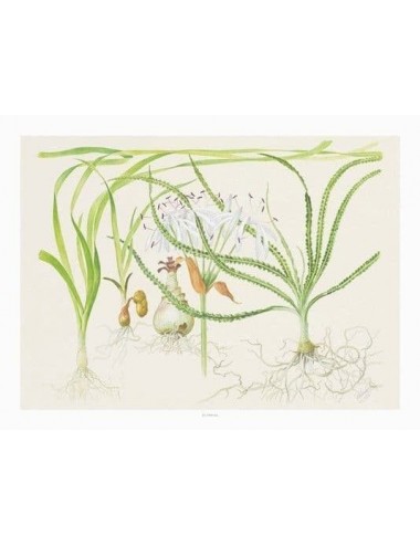 TROPICA - Art Poster Crinum - 40x30cm - Poster plantes