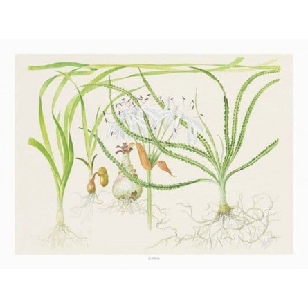 TROPICA - Art Poster Crinum - 40x30cm - Poster Plants