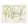 TROPICA - Art Poster Crinum - 40x30cm - Poster Plants