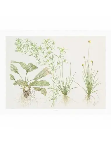 TROPICA - Art Poster Madagascariensis - 40x30cm - Poster de plantas